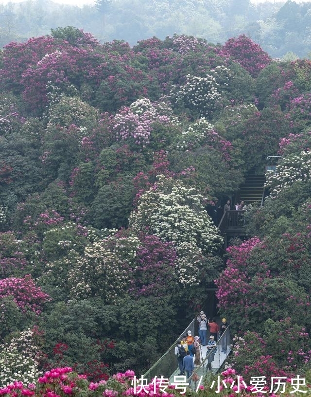 贵州百里杜鹃，打动外交部发言人华春莹，地球彩带为什么在毕节？