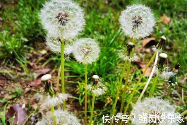 痤疮|农村不起眼的蒲公英,浑身都是宝,清热解毒功效多,现在吃正当季