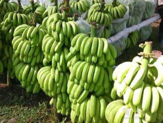 窍门|挑选香蕉也有窍门教你3种挑选上等香蕉的小窍门,值得了解