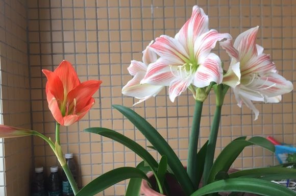 朱顶红|朱顶红开完花不能剪,施点肥水,一年爆出好多球!