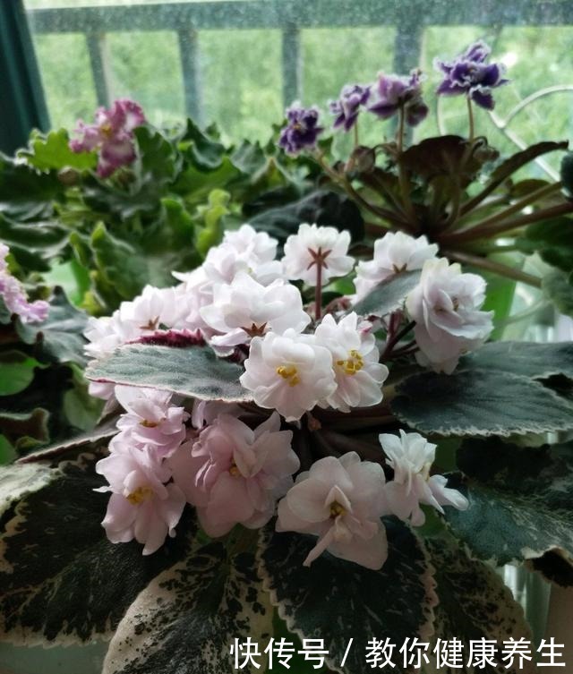 七种耐阴的开花植物，好养如绿萝，花期不短，适合室内、北阳台养！