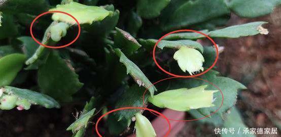 花苞|蟹爪兰开花期间,做好3个掐,开花多,复花快