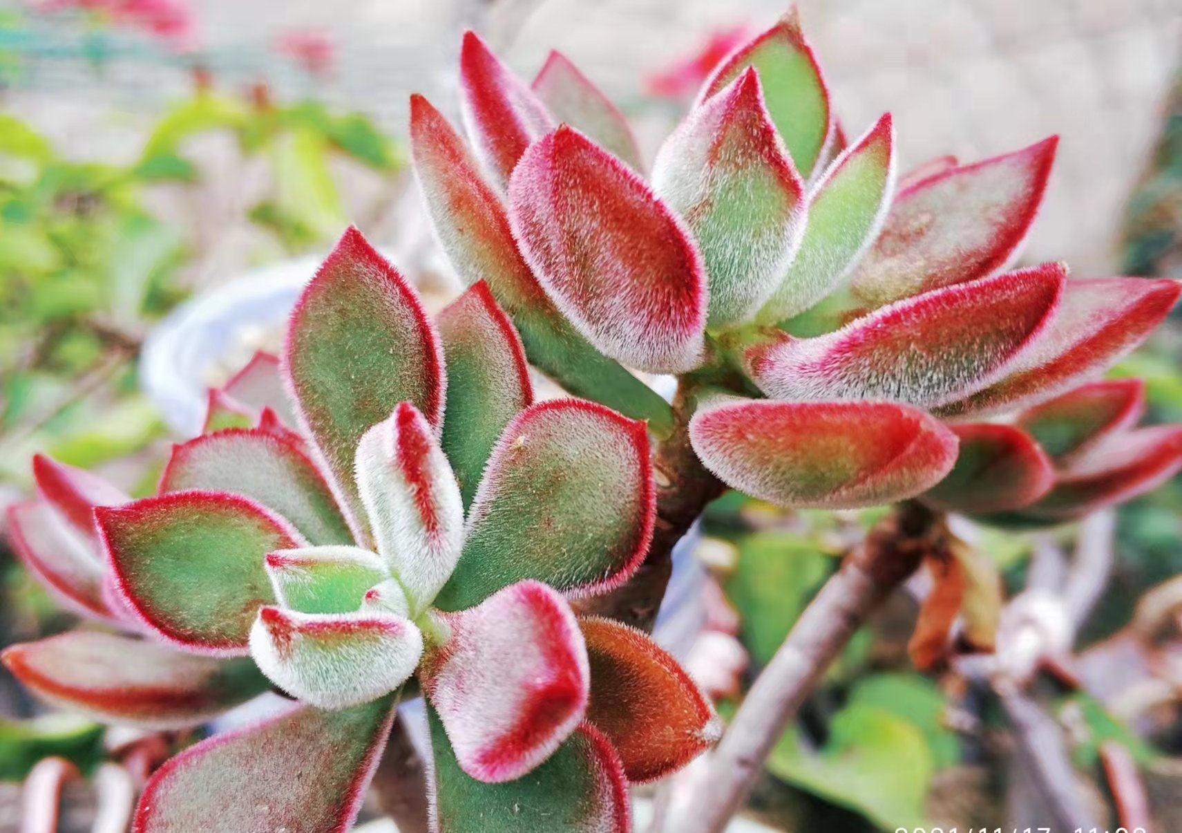 红宝石和锦晃星,两种叶片都能全红的多肉,谁才是你心目中的宝?