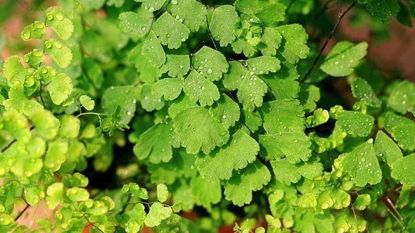 养花试试这几款,能有效消毒和除尘,让住在附近的人感觉非常舒适