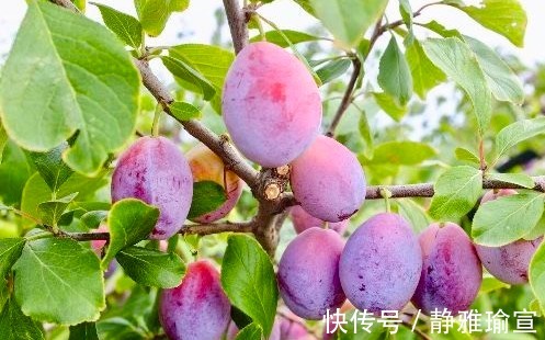 抗氧化剂|女人想要年轻，每天吃2个西梅，抗衰老，美容，排毒素，效果显著