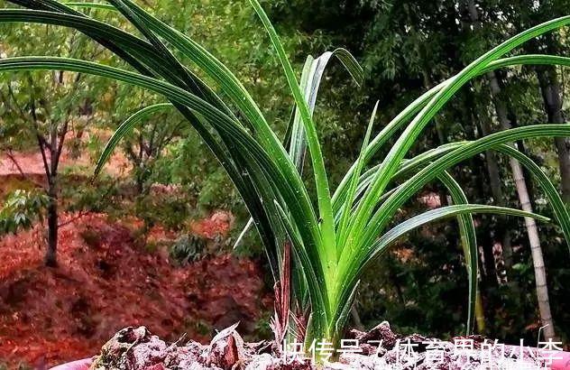 立冬到了，兰花还能淋雨吗？兰友说：这3种兰花千万不要淋雨