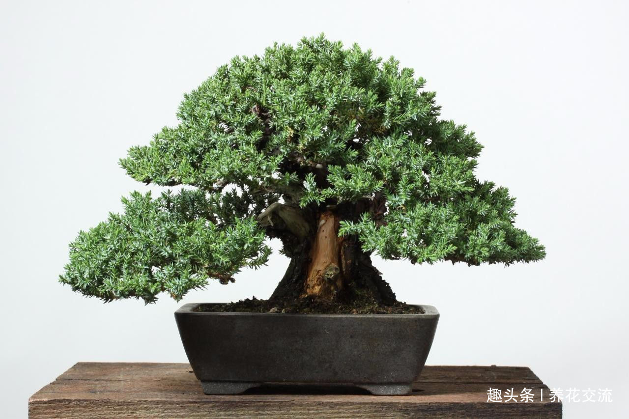 园艺新手接触盆景树需要学到的6个技巧,避免叶黄和枯萎