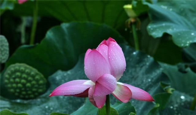 雨露&雨露荷花七首，杜甫写得清艳，李商隐写得忧伤，杨万里写得俏皮