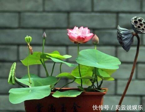 夏天养“3种绿植”，越晒越旺，越浇水越茂盛，叶绿，花多又美