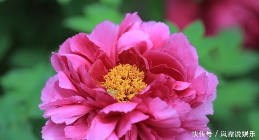  牡丹花|新手养护花卉，就养“花中之王”，比玫瑰、菊花强的画虎！