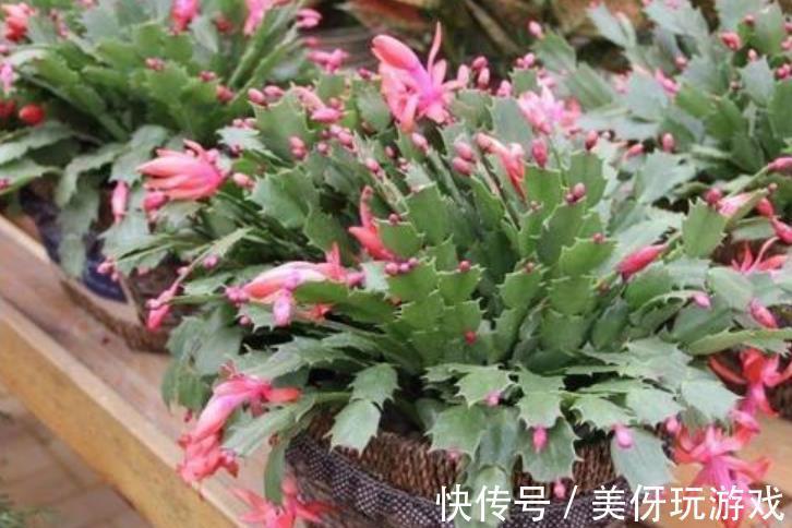 秋天扦插蟹爪兰有技巧，掌握一个小技巧，生根快成活率高