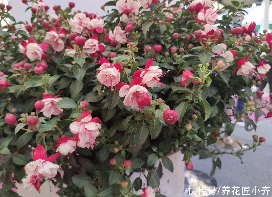 秋季|秋季必入4种花，现在养一盆，漂亮又好养，持续开花到明年夏季