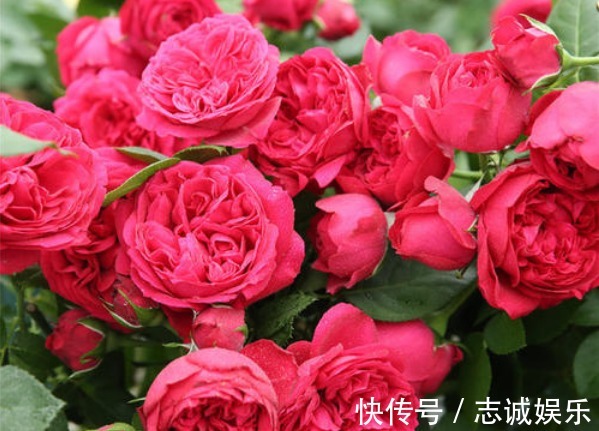 好养又容易开花的花卉,丢阳台随便一养美如画,开成花海蹭蹭冒