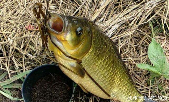 笑话|鱼盲钓了一百多条小草鱼,回家准备养起来,却成了村里的笑话