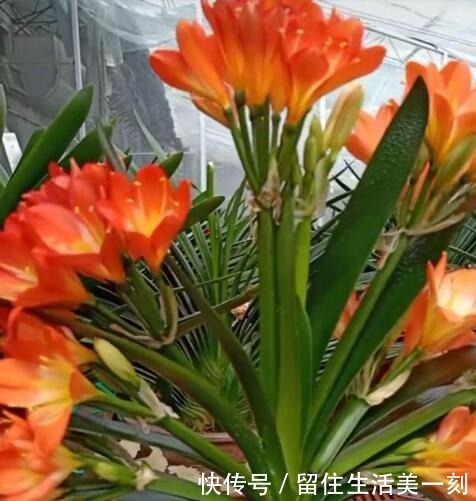 4种花适合在“冬天”扦插，不黑腐好成活，2月就能开满花！