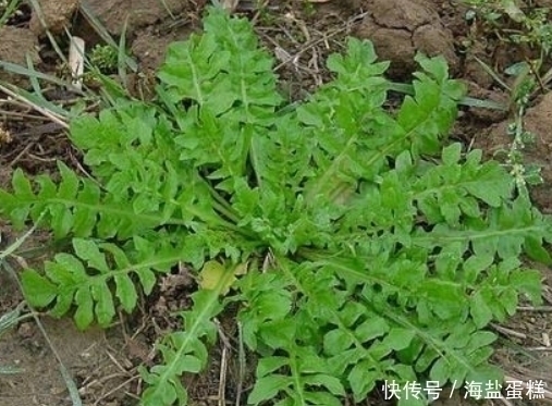 遇见|提个醒：路边遇见此野菜，一定要拔回家，现在知道还不晚