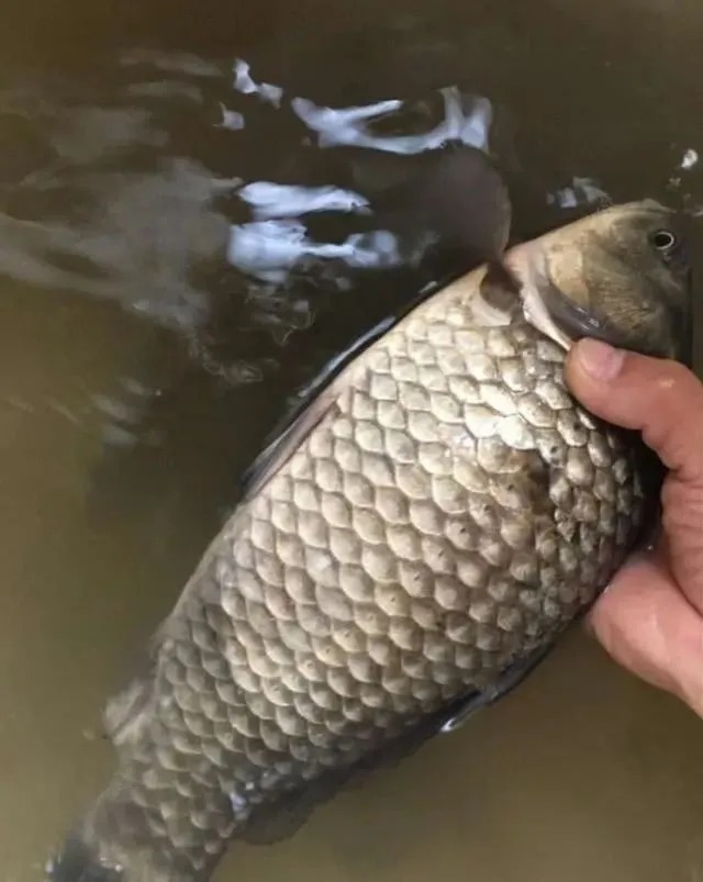 提竿都中鱼抓口,这样调整,中鱼率高的离谱!