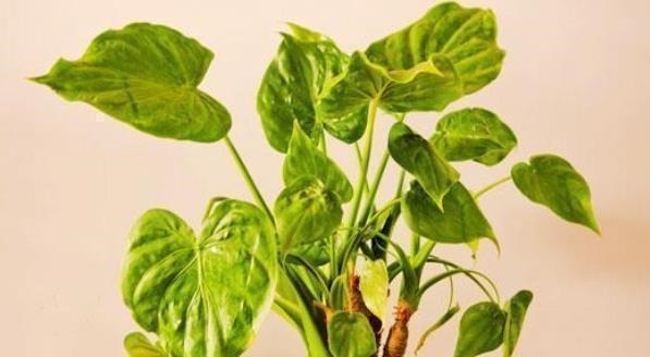 观赏价值|再美观也不能在家里养的3种花,不知你家有没有,尤其是第二种