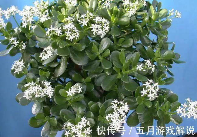 玉树很好养，做好这几件事，叶片肥美亮丽，长成霸王树，漂亮