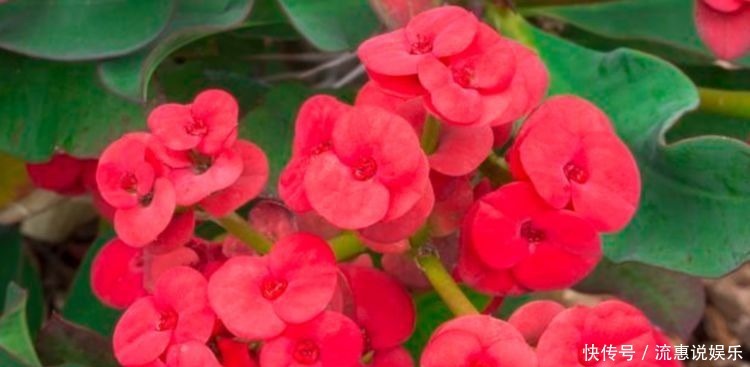 漂亮|几种花,开花漂亮又好养,清香四溢,颜值超高的