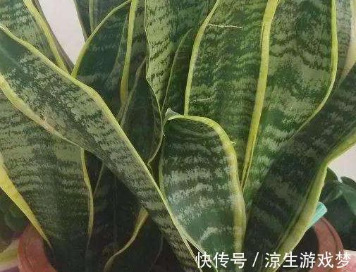 虎皮兰叶片发软,萎蔫躲不过4种情况,你做对了吗看看吧