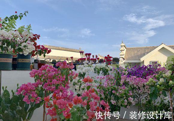 茉莉花|6种“漂亮花”,长了就狠剪,舍不得剪害处大,耽误一年开花量