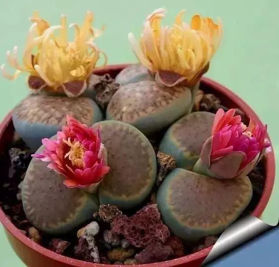  娇艳|石生花，绝美娇艳！