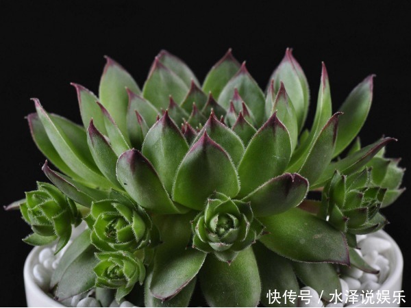 叶子|多肉总是掉叶子怎么办教你3个小妙招,多肉长势更好又美观