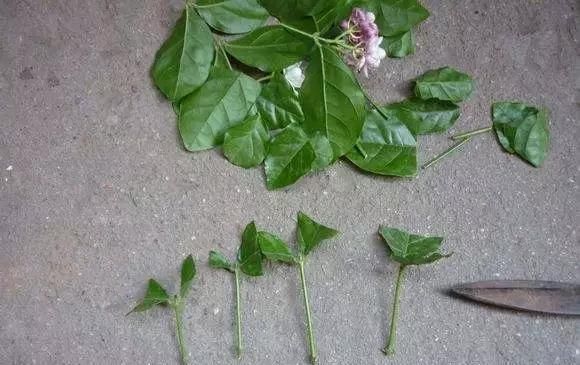 蟹爪兰|养花爱好者看过来这15种花现在“扦插”,生根快,一个周就长芽