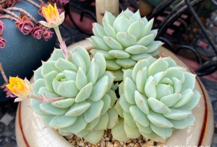 多肉静夜和露娜莲,一个“肤白貌美”很娇气,一个株型周正又好养