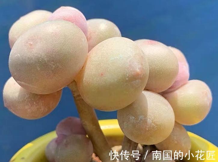 肉嘟嘟的多肉让人爱不释手,缺点就是价格小贵,多肉打假数据最高