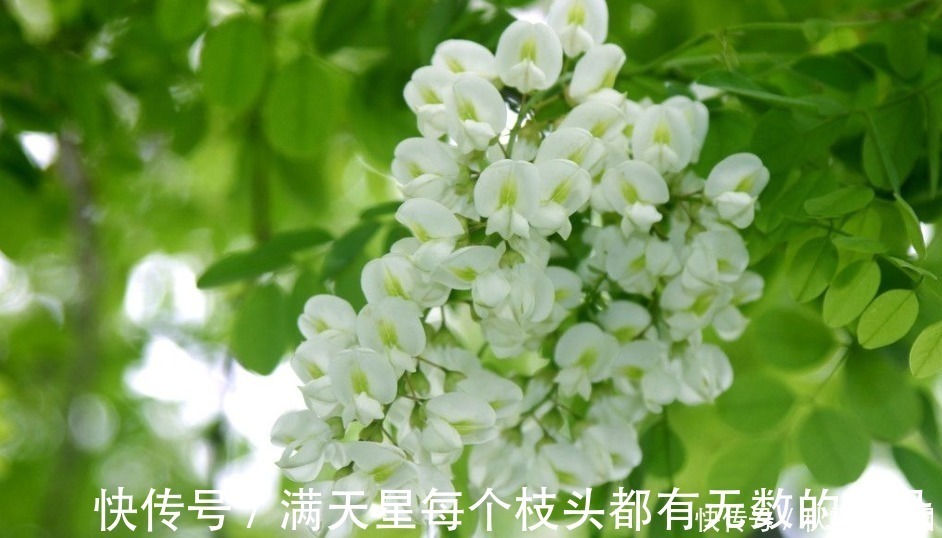 槐花|洋槐花是大家比较熟悉的能够食用的花,你知道它的功效与作用吗?