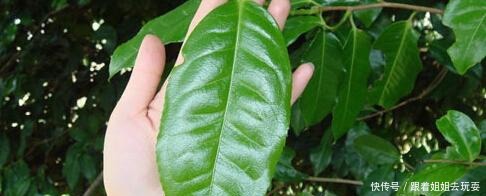 惹万千少女流连的阳绿翡翠究竟是什么样,它到底贵在哪里,怎么看