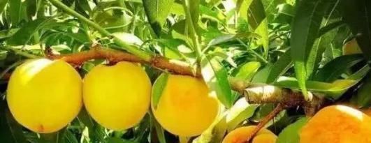 抗衰老|女性皮肤不好,不妨每天吃一个此水果,调理气血、祛黑斑还抗衰老