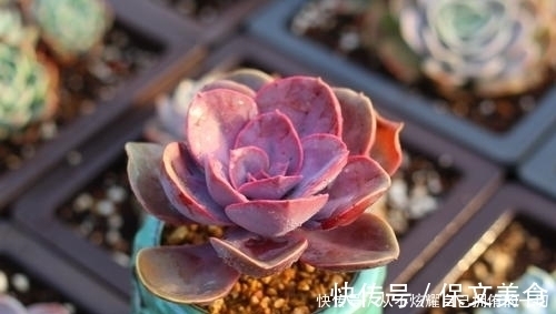 10款紫色系多肉,高贵梦幻,养一盆“紫气东来”,总有你喜欢的!