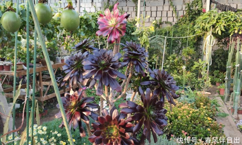 法师要开花别修剪,这不一定是“坏事”,不管不顾才能变“好事”