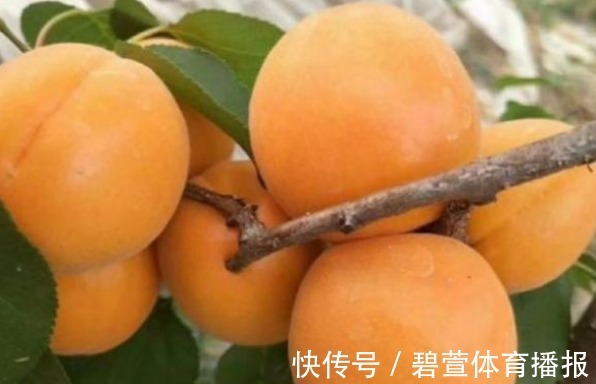 介壳虫|杏生津止渴,润肺化痰,农民重点只需掌握四点,收获吃不完的杏子