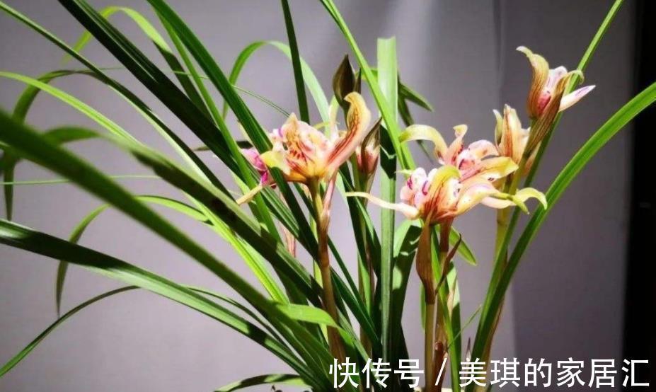 养护|养护兰花没有满足3个条件，浇再多的磷钾肥也白搭，开花又小又少