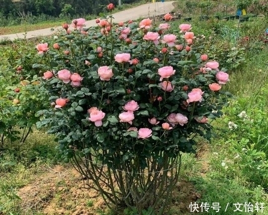 品种|100个月季品种,千姿百态,每个都很漂亮,图名并茂,值得收藏