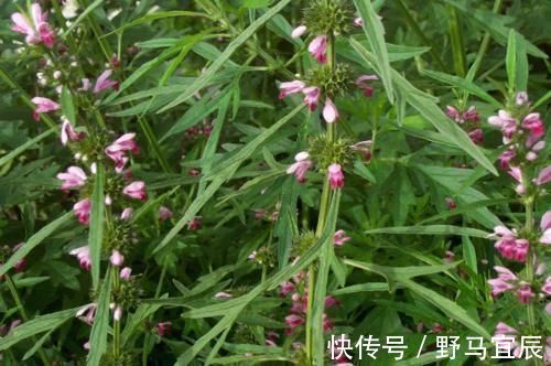 消炎|天然“青霉素”发现了,没事儿可劲儿吃,杀菌消炎,炎症或不敢“登门”