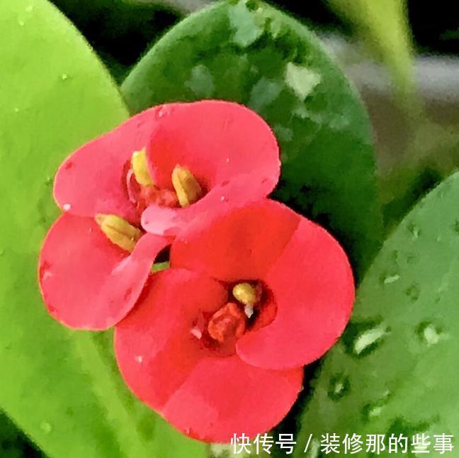 花草|有院不栽狼牙棒!5种花草植物都属于“狼牙棒”,你家栽种了吗?