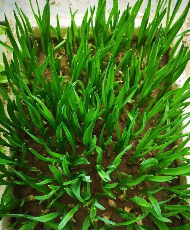 家庭种菜,用10个空油桶、泡沫箱,青菜辣椒收获不停,省钱又好吃