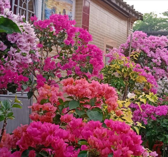 漂亮|6种漂亮花,夏天不怕高温,暴晒,越晒花越多,花开爆盆小半年