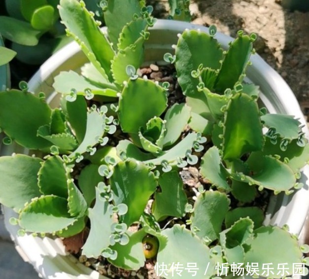 不死鸟|这花太能生崽,恨不得用脚踩,结果越踩长得越多!