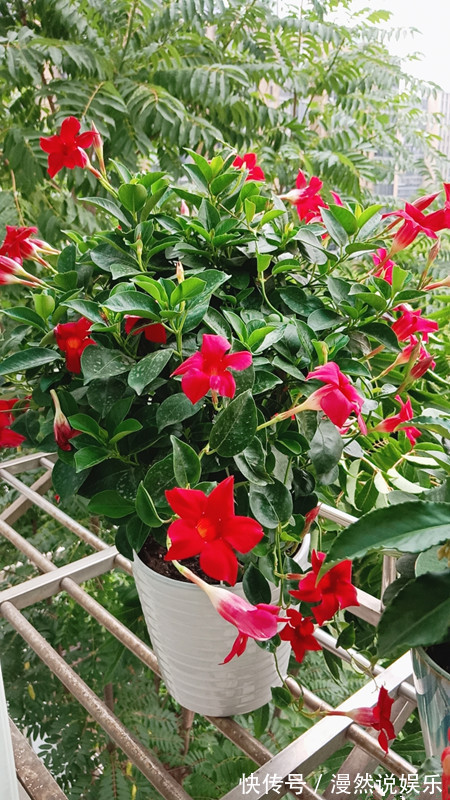耐寒|秋天养啥花就选这四款小花，耐寒好养，管理简单，轻轻松松养爆