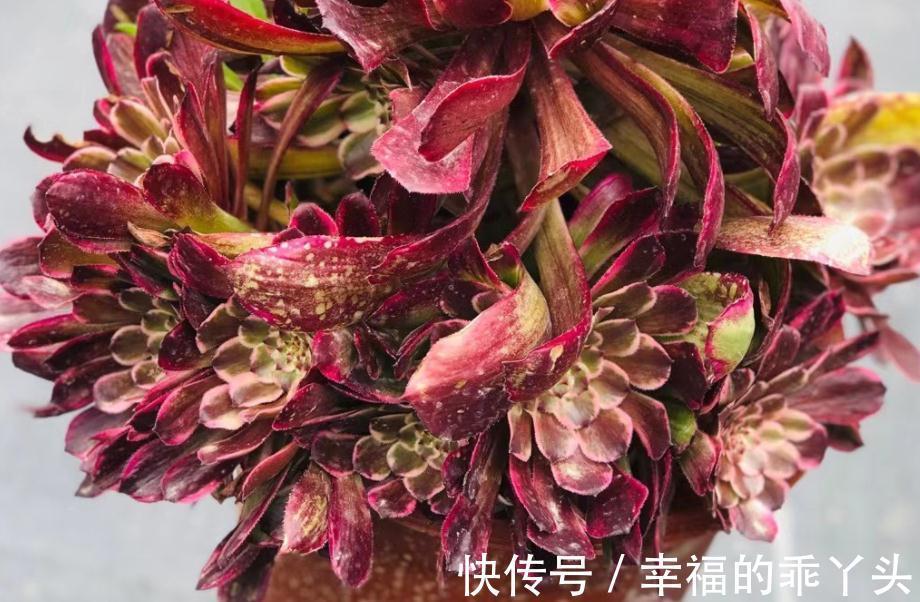 养殖老桩多肉法师,天冷小心这4点,新芽蹭蹭窜