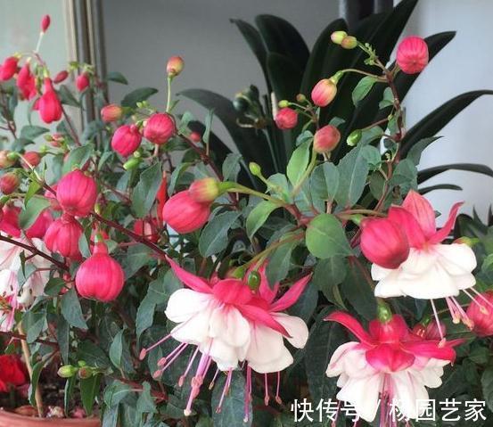 倒挂金钟注意4事项，做对了年年开花花爆盆