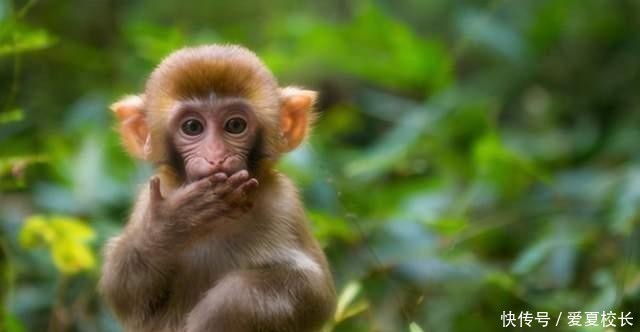 龙宝宝|生孩子要看属相?这4个属相的孩子有优势,孩子比同龄人更聪明