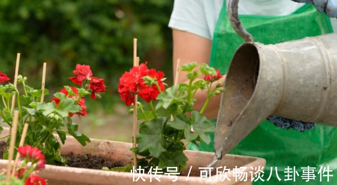 浇花草|还在傻乎乎的用这两种肥水浇花?“喂猪”都不配,浇一盆烂一盆