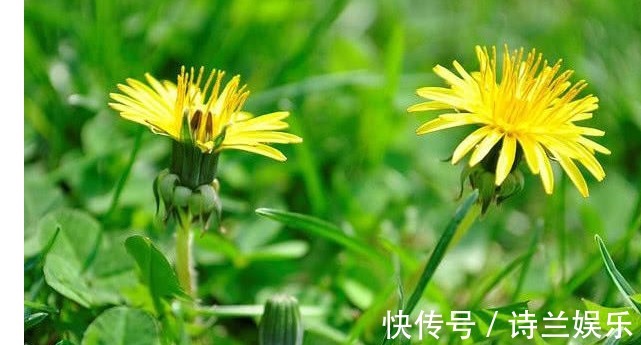 治病|以下常见的野草,能当野菜还能治病,对身体也很好